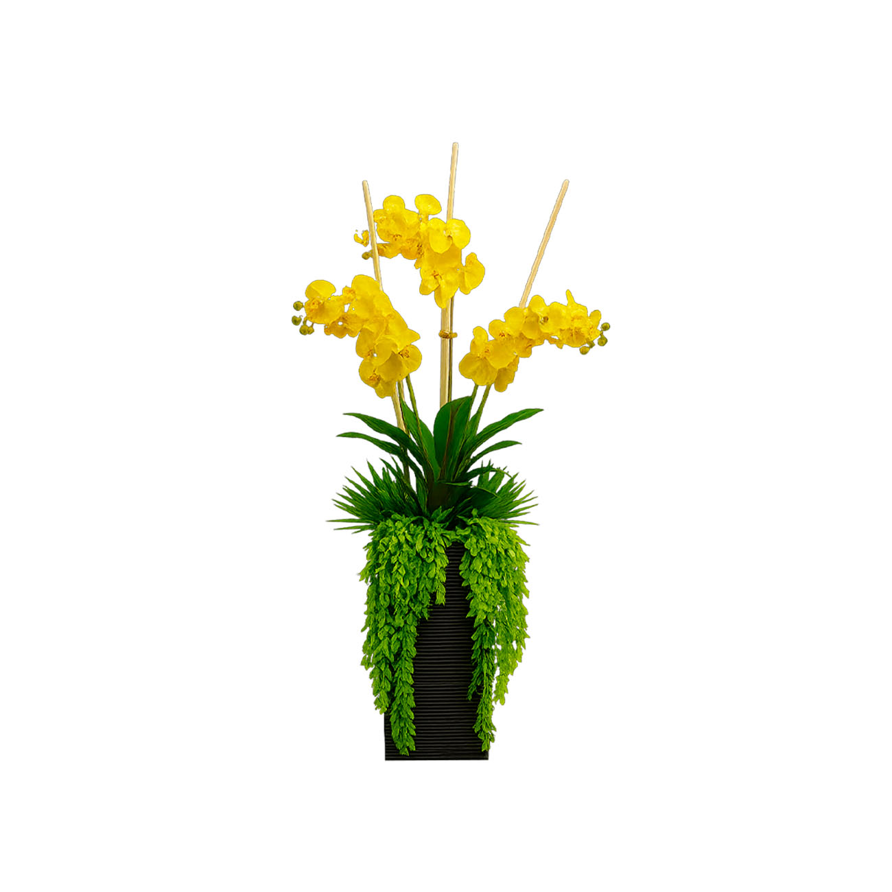 Maceta Peru con Dracaena y Orquideas Amarillas
