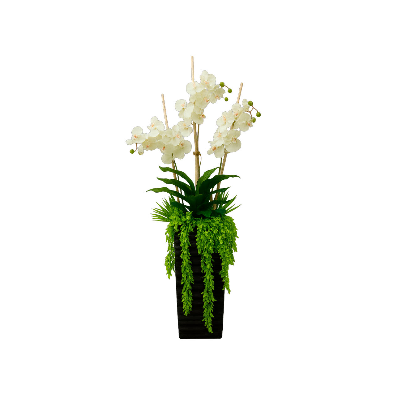 Maceta Peru con Dracaena y Orquídeas Blancas