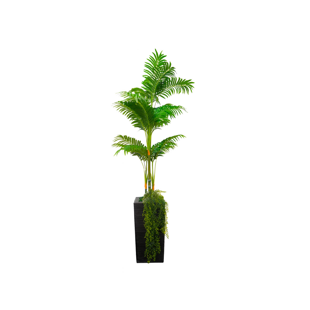 Maceta Peru con Planta Palma 1.52 cm