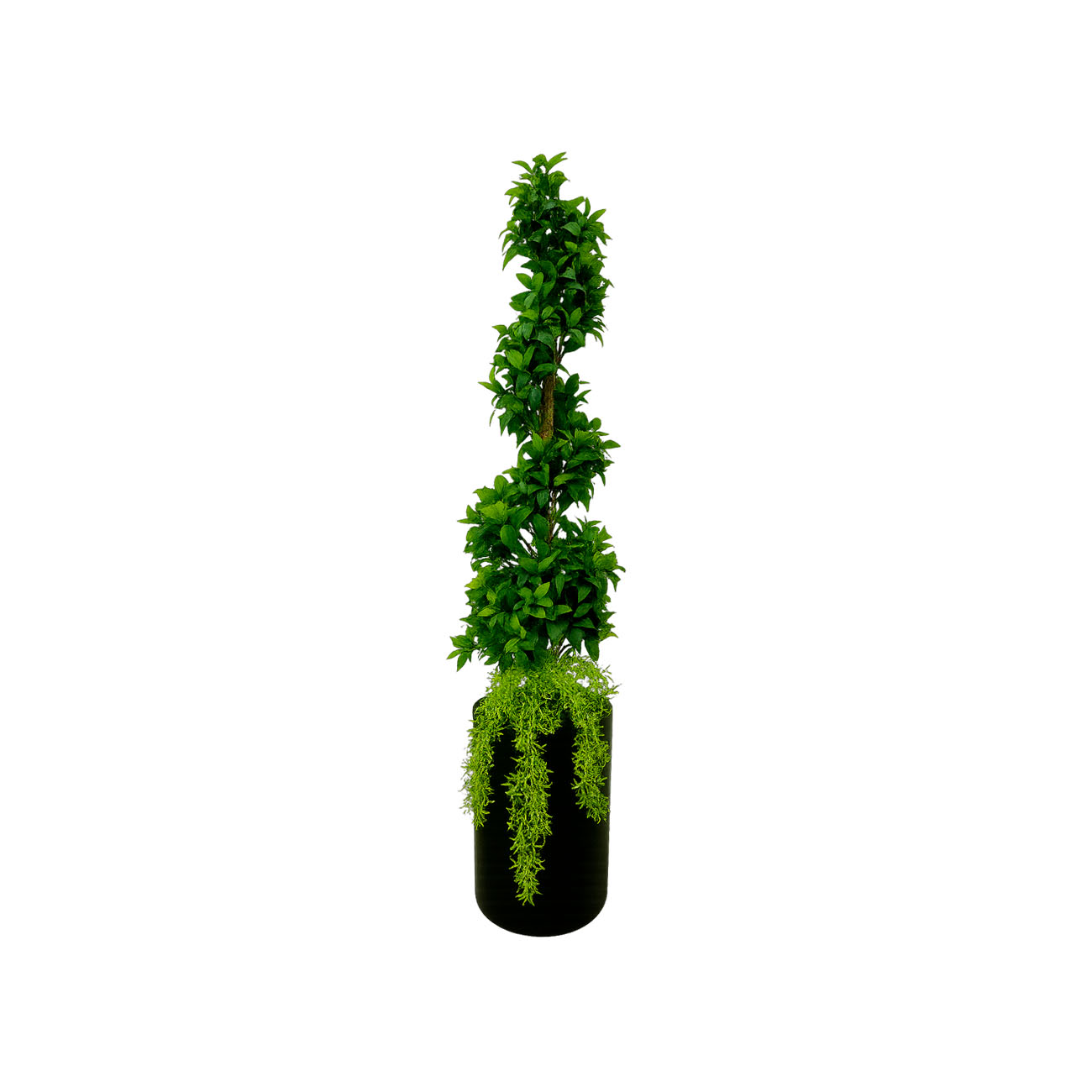 Maceta Pisa con Planta Espiral Laurel