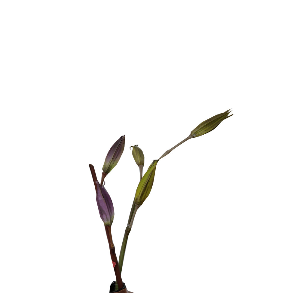 SALA SEED VARA