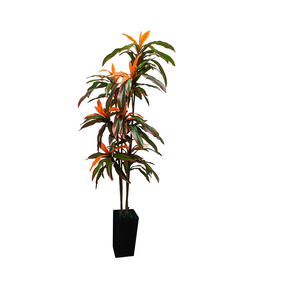 MACETA CON PLANTA DRACAEMA ROJA  DE 1.70 MTS.
