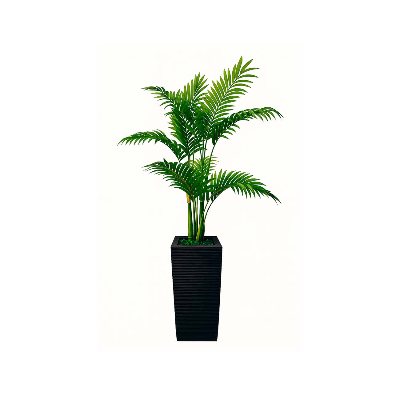 MACETA PERU CON  PLANTA PALMA GOLDEN .90 CMS