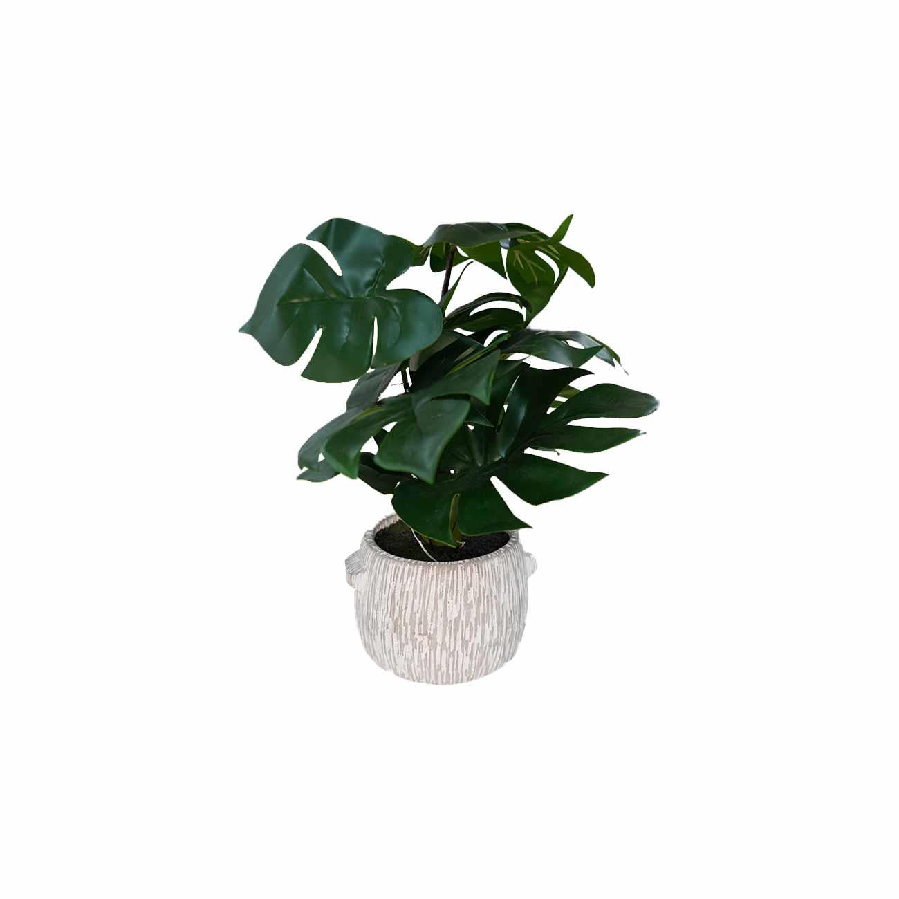MINIPLANTA MONSTERA 36 CM