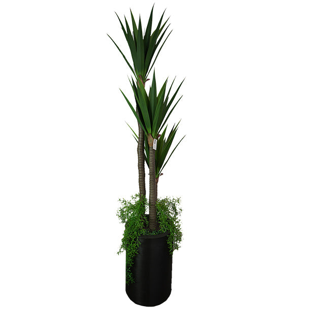MACETA PISA  CON YUCA GLORIOSA 1.62
