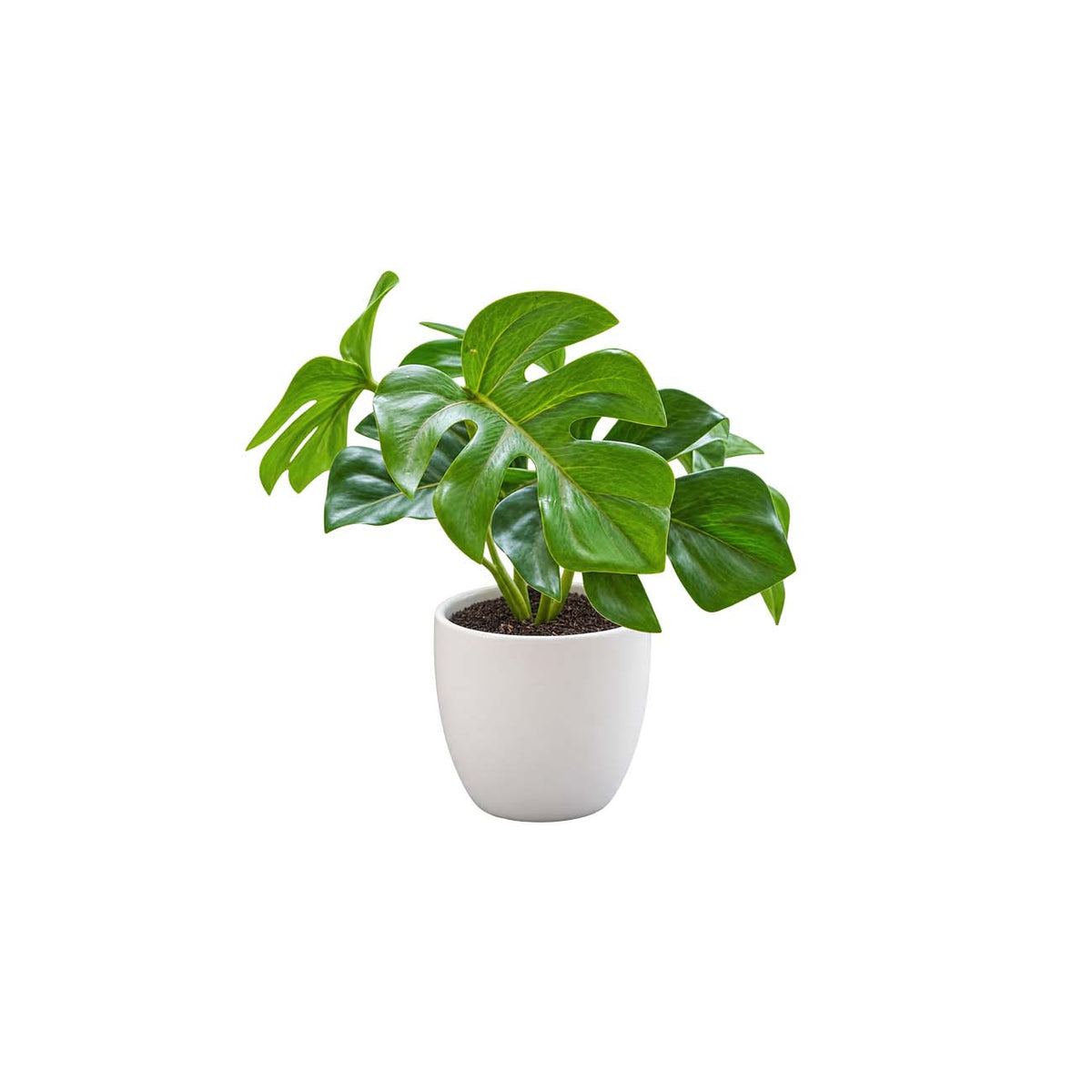 MINI PLANTA MONSTERA 15 CM