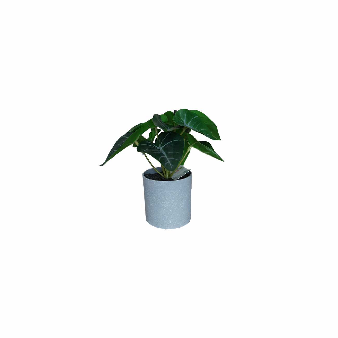 MINIPLANTA SYNGONIUM 18 CM