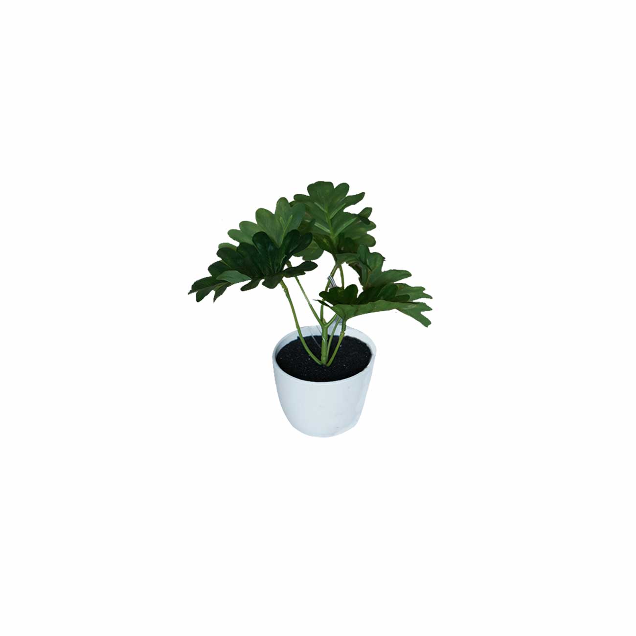 MINI PLANTA PHILODENDRON 15CM