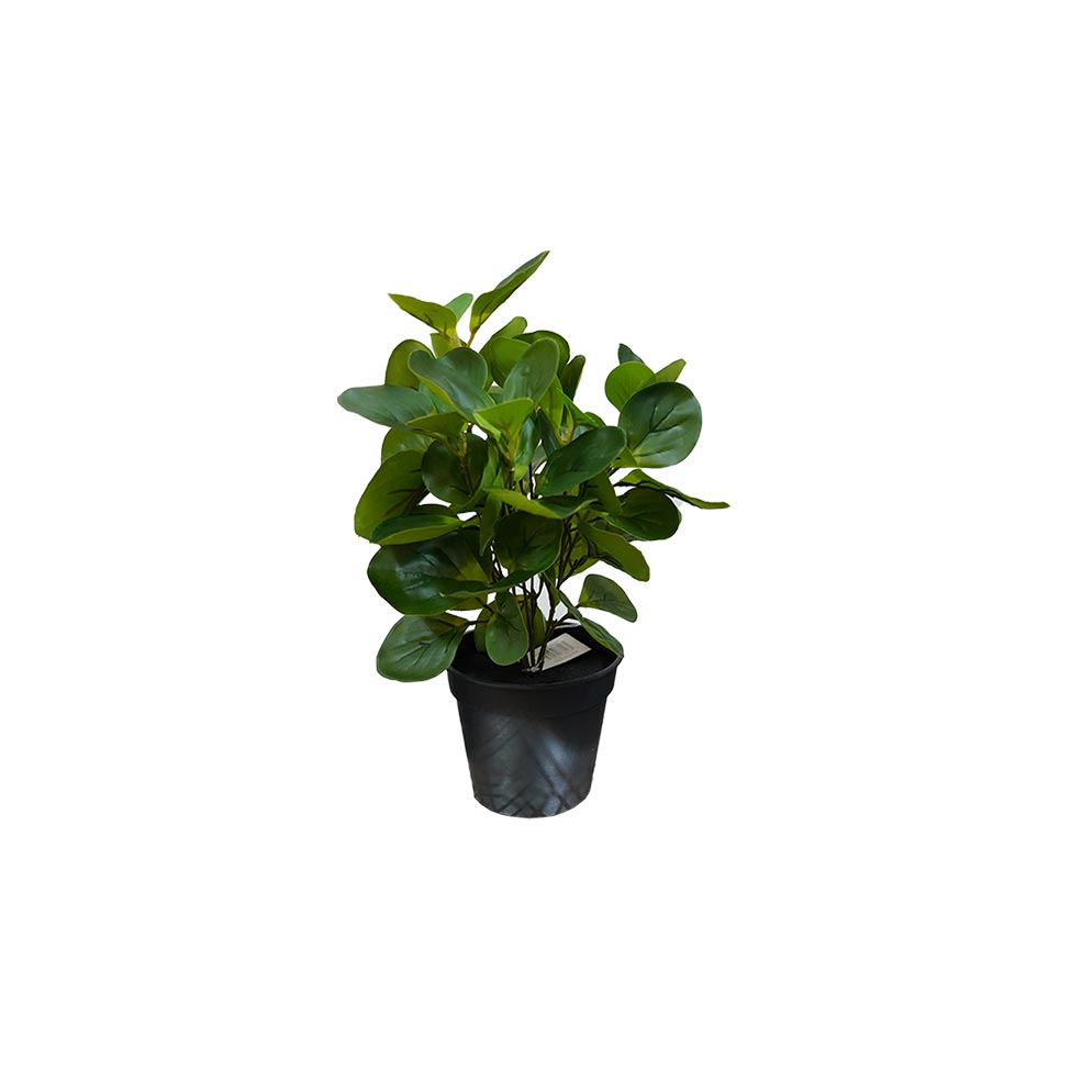 MACETA CON PLANTA