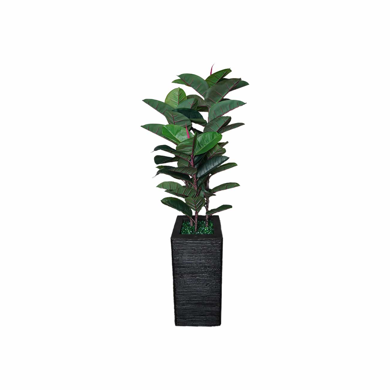 MACETA PERU CON PLANTA HULE 1.30 MTS.