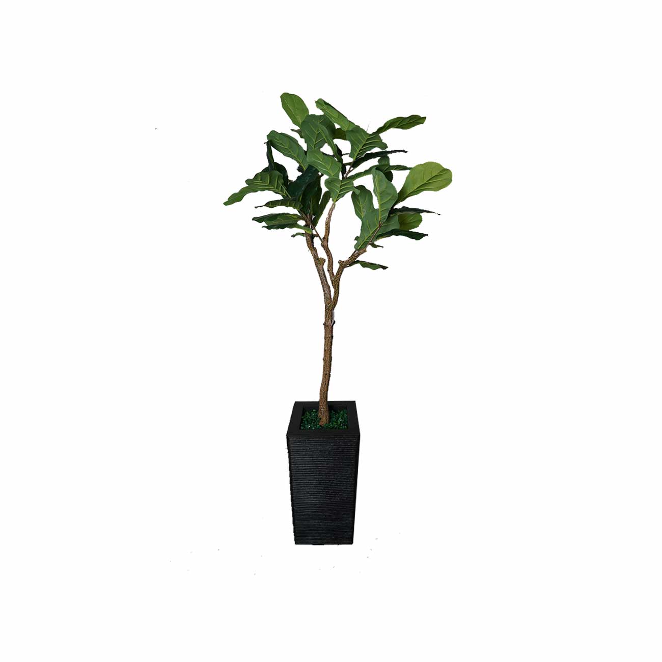 MACETA PERU CON PLANTA PANDURATA 1.50 MTS.