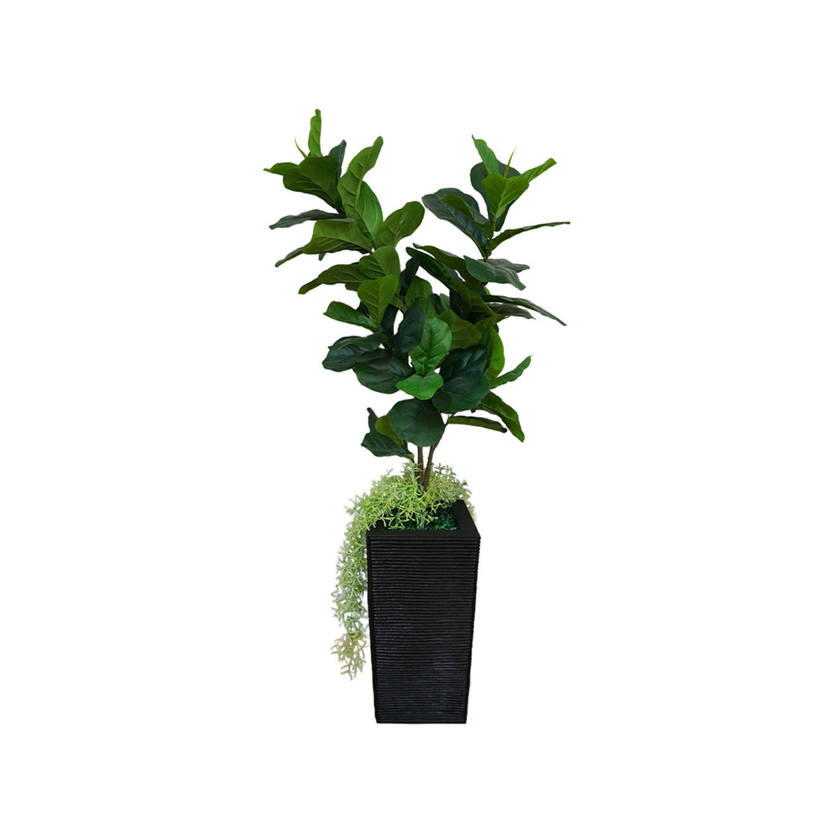 MACETA PERU CON PLANTA PANDURATA DE 120 CM
