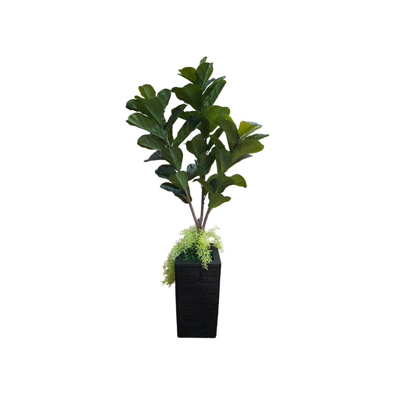 MACETA PERU CON PLANTA HIGUERA 1.50 MTS VERDE